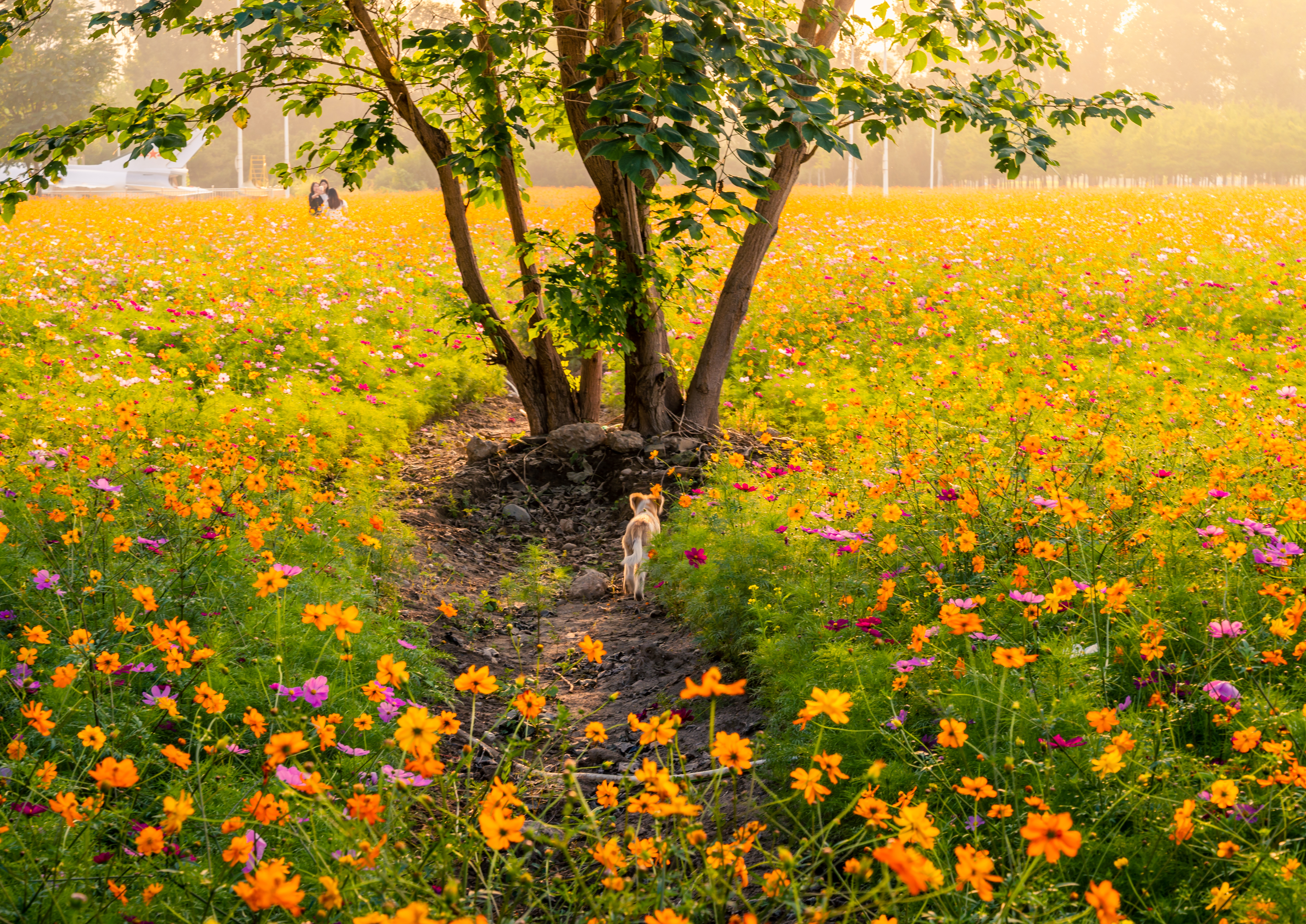 DSC_1986-编辑.jpg